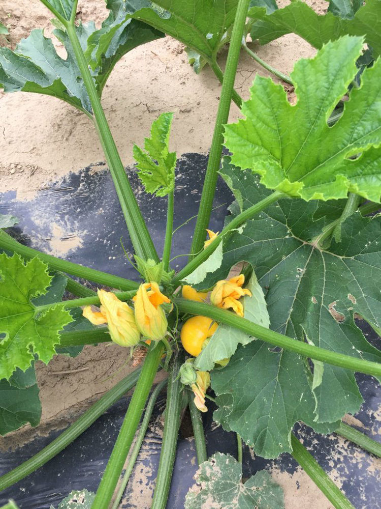 Boston Springs Farm Zucchini Plants